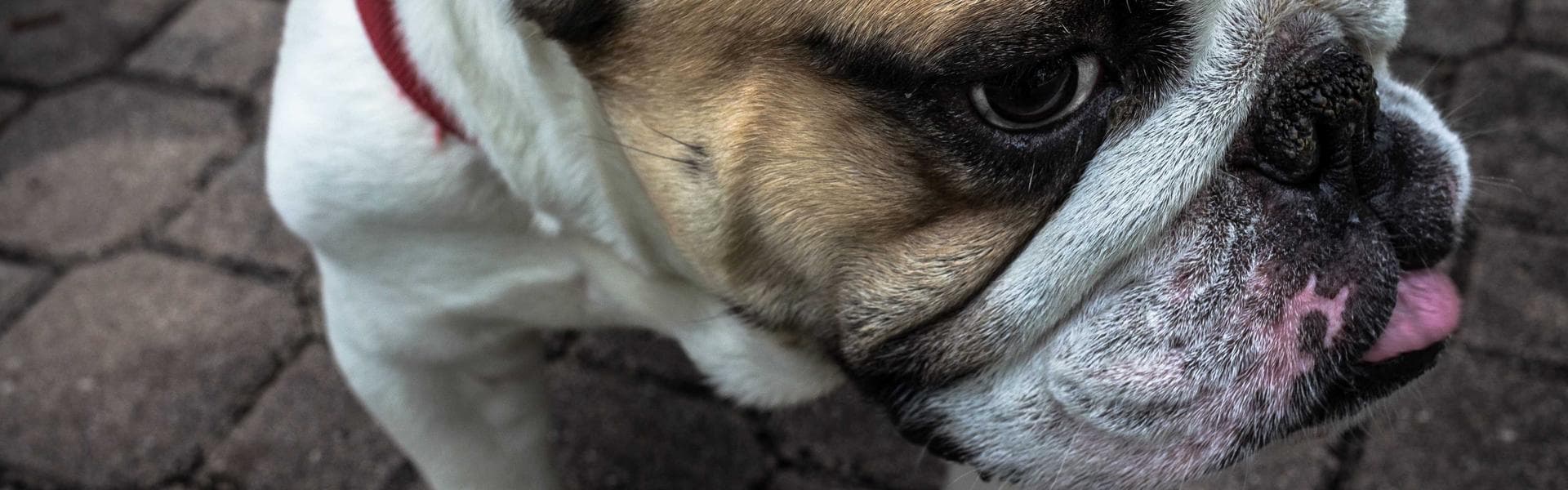 Committee Background